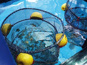 Cage-cultured juvenile batfish, Tautira, Tahiti 