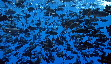 Triggerfish aggregation under a drifting FAD   Image: Marc Taquet, FADIO/Ifremer-IRD