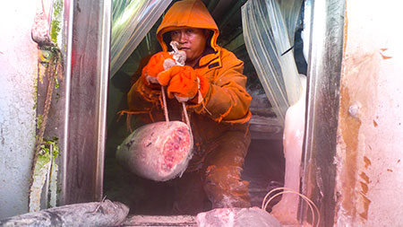 Unloading bycatch from a tuna longliner, Noro, Solomon Islands. 