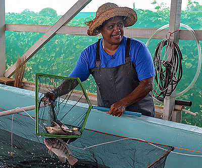 Katarina Baleisuva checks the broodstock in her tilapia hatchery in Fiji.
