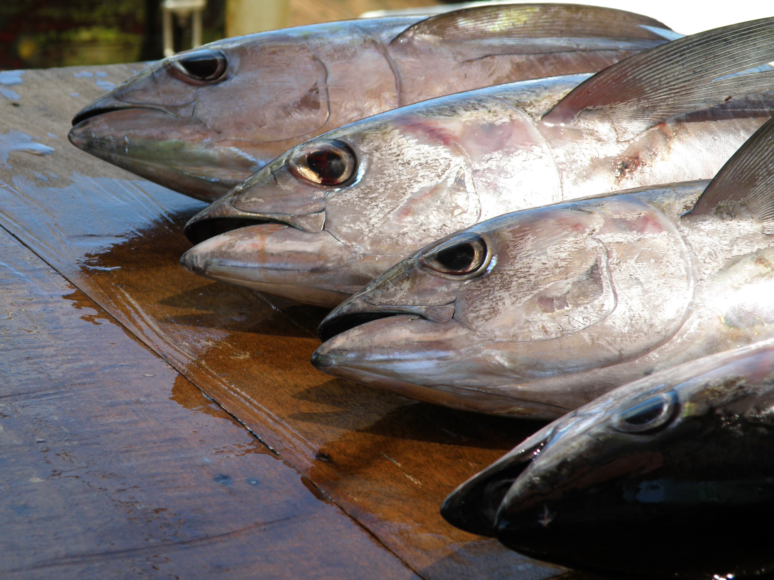 Stock Assessment training workshops (SAW) - Beginners