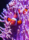 clown fish in coral