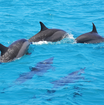 Dolphin pod - New Caledonia