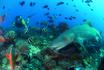 Lemon shark (2.8 m) searching for food hidden in the coral under the watchful eye of a diver. 