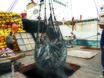 Tuna catch being offloaded from a fishing vessel