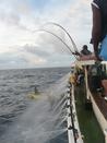 Catching large tuna on a seamount in Kiribati