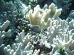 Reef fish in front of bleaching coral - Chuuk, Micronesia 