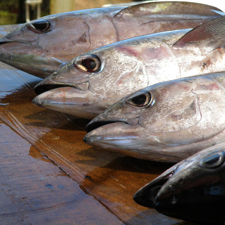 17th Regular Session of the WCPFC Commission 