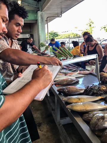 Fish sampling at the Apia market, Samoa. (Photo by Ariella D'Andrea, SPC)