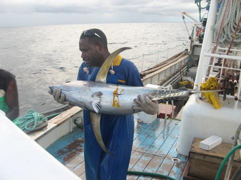 Release of a bigeye tuna tagged with an electronic tag