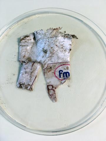 Piece of plastic from a fish stomach in a petri dish