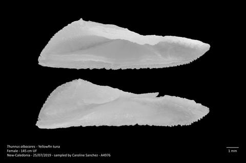 Yellowfin tuna otoliths - Elodie Vourey 2019