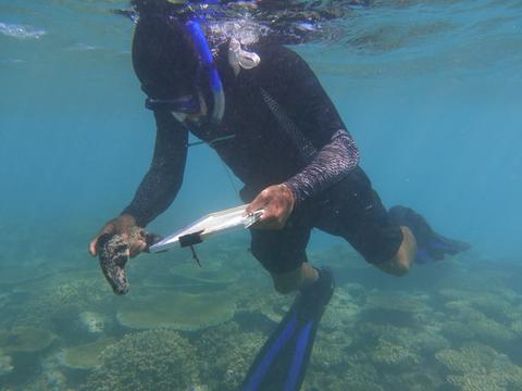 Carrying out a sea cucumber survey in Tonga (Photo by Pauline Bossarelle, SPC)